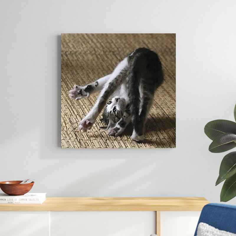 Cat Yoga IV, H 30 po x l 30 po