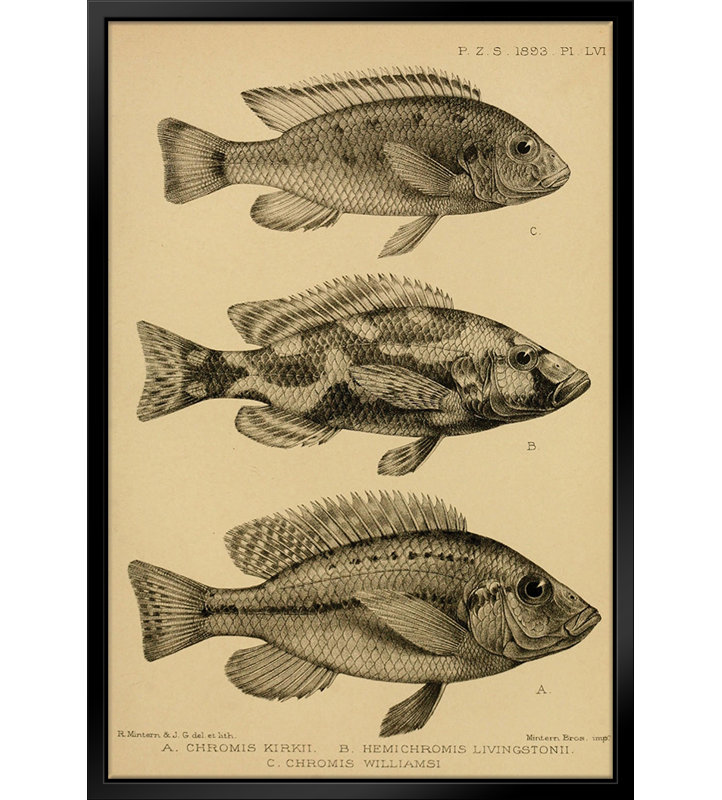 " Various Fish " by Stanley Print House, 16" W x 20" H