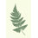 «Forest Shadows I Green on Cream Crop» par Moira Hershey - peinture sur toile tendue