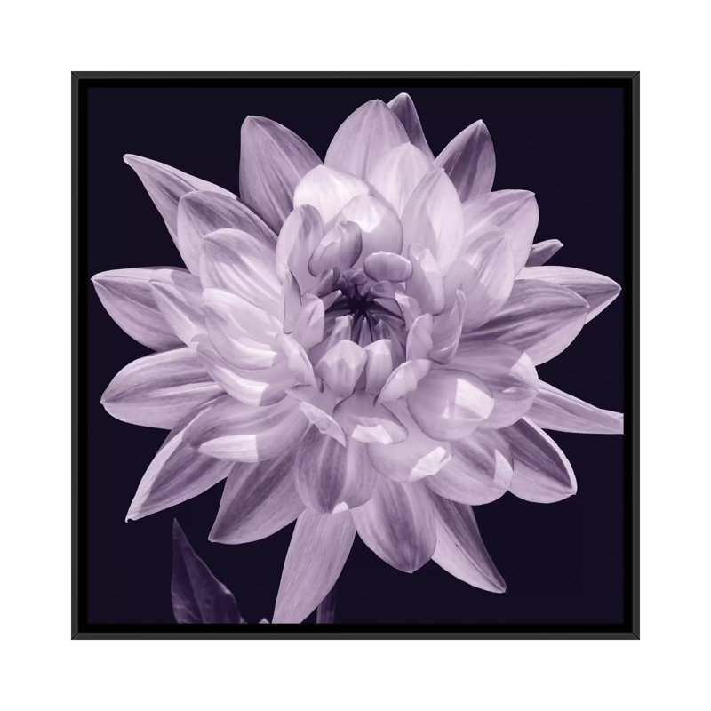 « white dahlia i », impression sur toile, H 18 po x l 18 po x p 1,5 po, Toile avec cadre noir, Pas de tapis