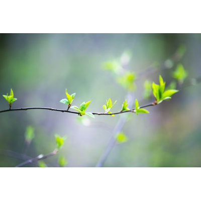 Spring Buds by Borut Trdina