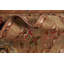 Tapis oriental à motif floral et teinture végétale Ziegler