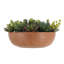 Composition de fausses plantes succulentes CG Hunter de 28 cm dans un pot rond en terre cuite - Décoration botanique réaliste
