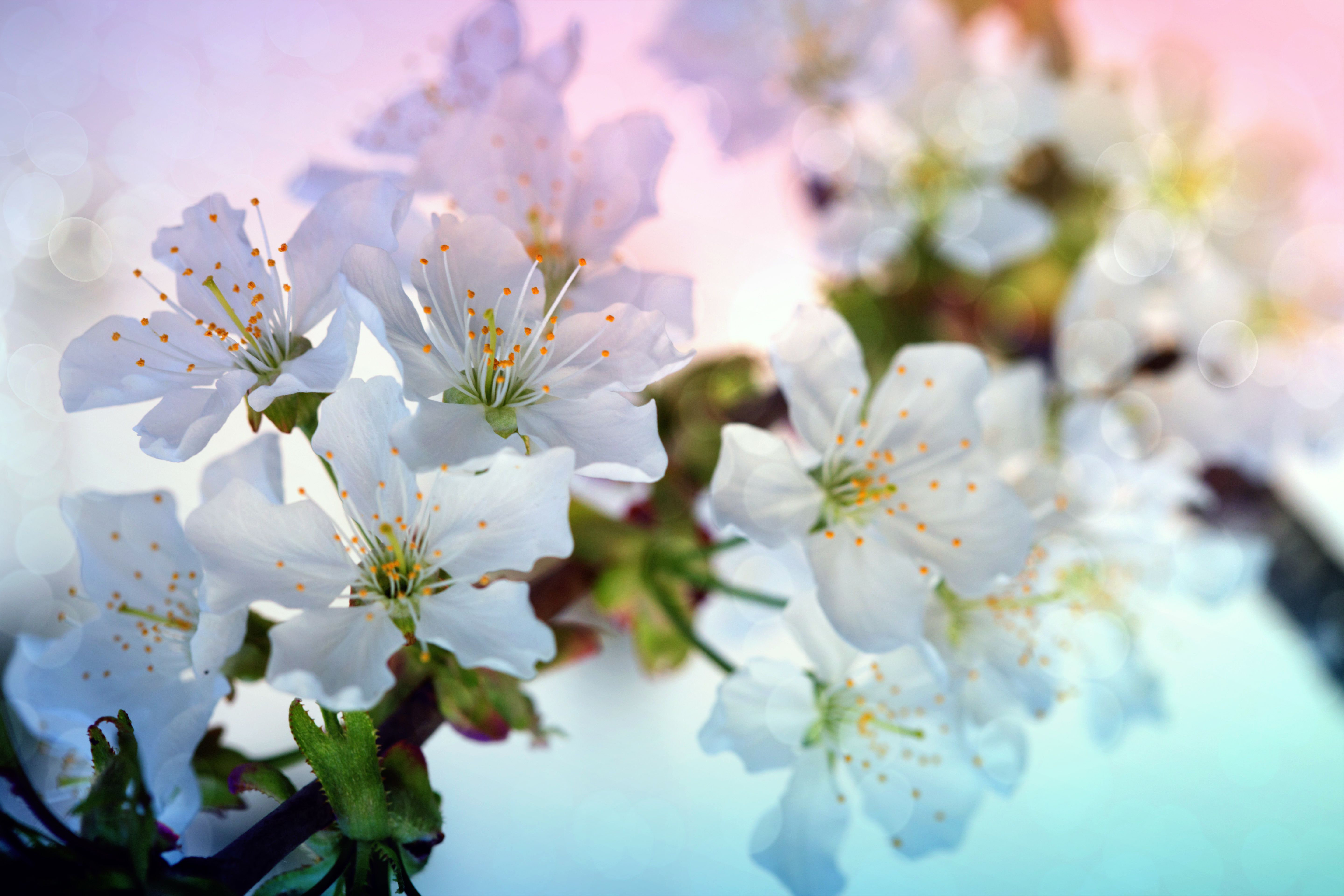 Ebern Designs Spring Background - Wrapped Canvas Photograph | Wayfair