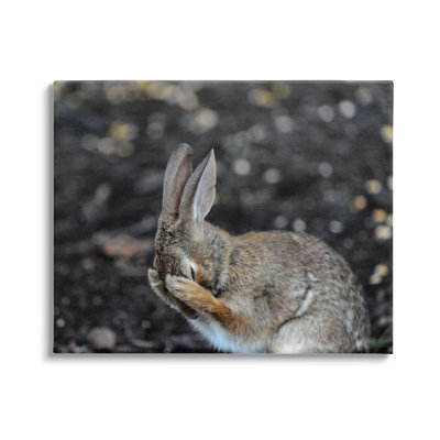 «Embarrassed Rabbit On Canvas» par Daniel Friend, reproduction