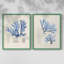 Algue bleue bleue - reproduction encadrée de qualité supérieure - prête à être accrochée - aucun clou requis - aucun clou requis-807077258-807077257