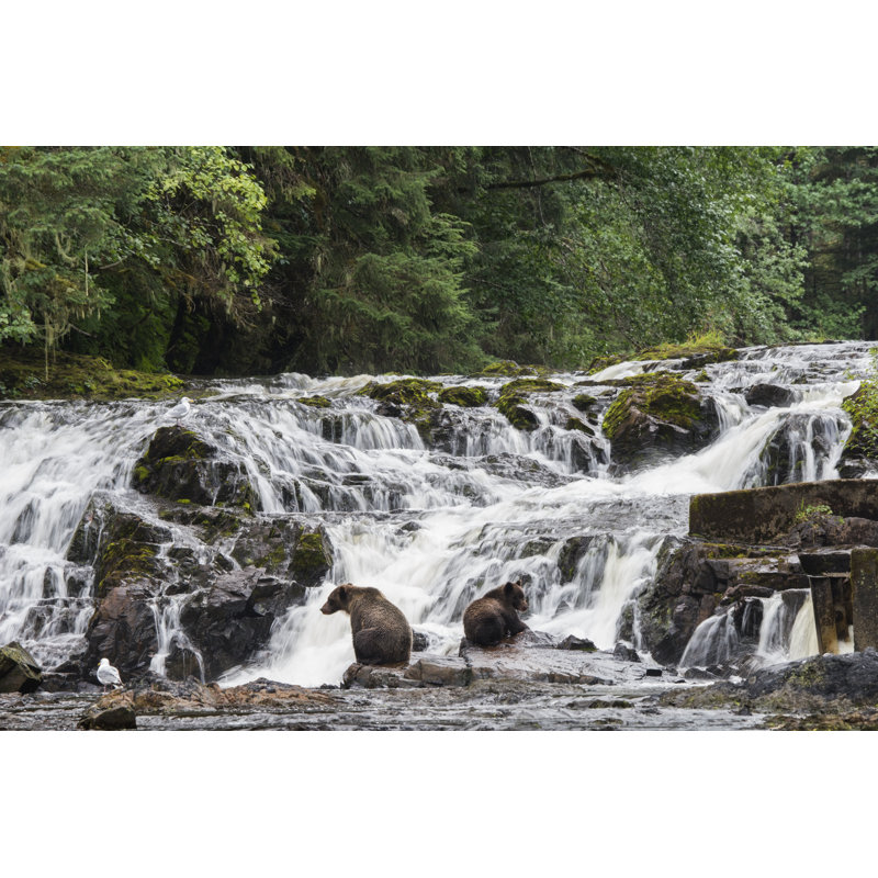 Grizzly Bears Fishing At Waterfall by Wanderluster - No Frame Art Prints on Canvas, 51cm H x 76cm W