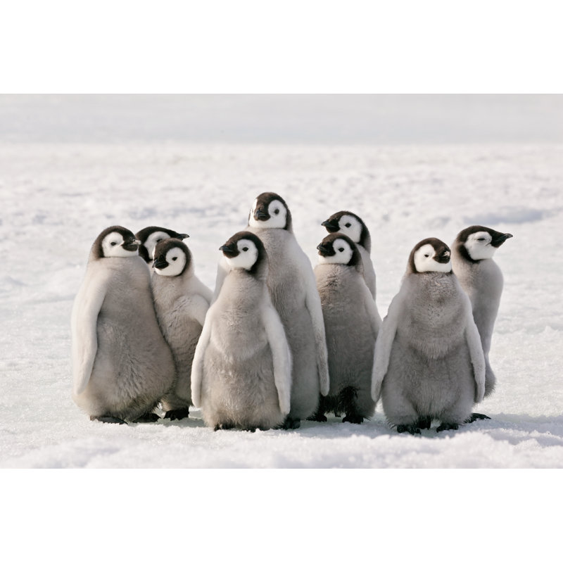 Penguin Party by KeithSzafranski - Wrapped Canvas Print, 81cm H x 122cm W