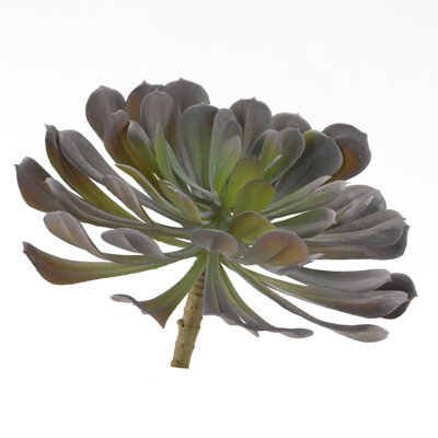 Plante de succulent frosty echeveria
