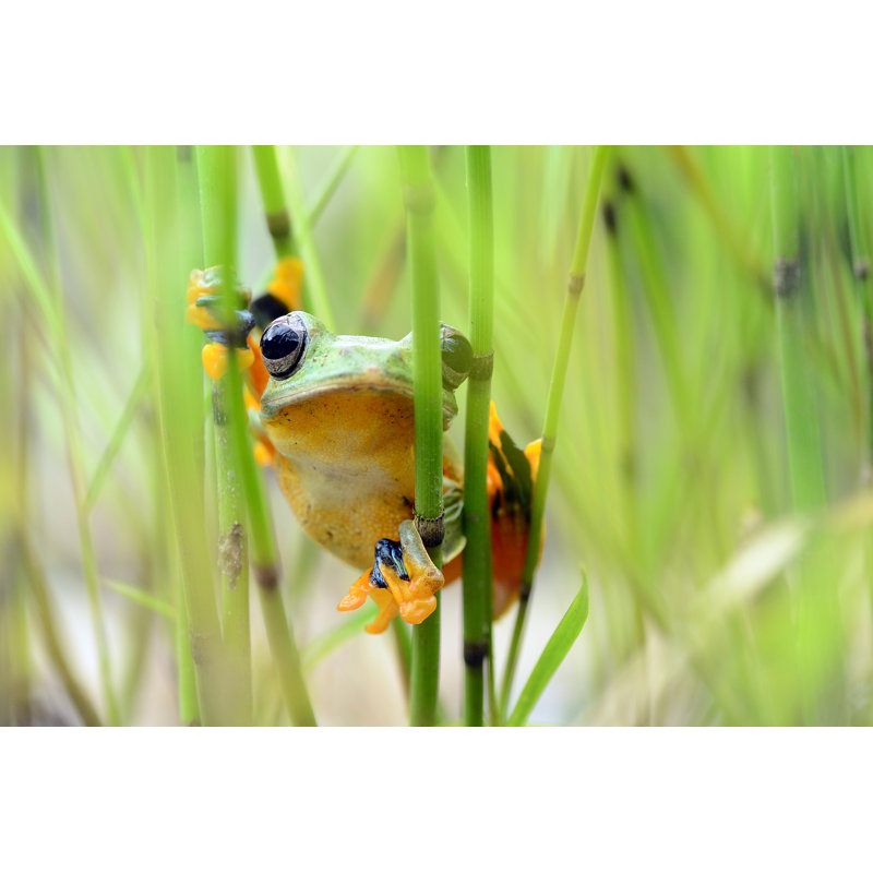 Flying Frog Peeking by Wel_nofri - Wrapped Canvas Print, 30cm H x 46cm W