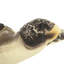 Bertrand Animals Figurines & Sculptures