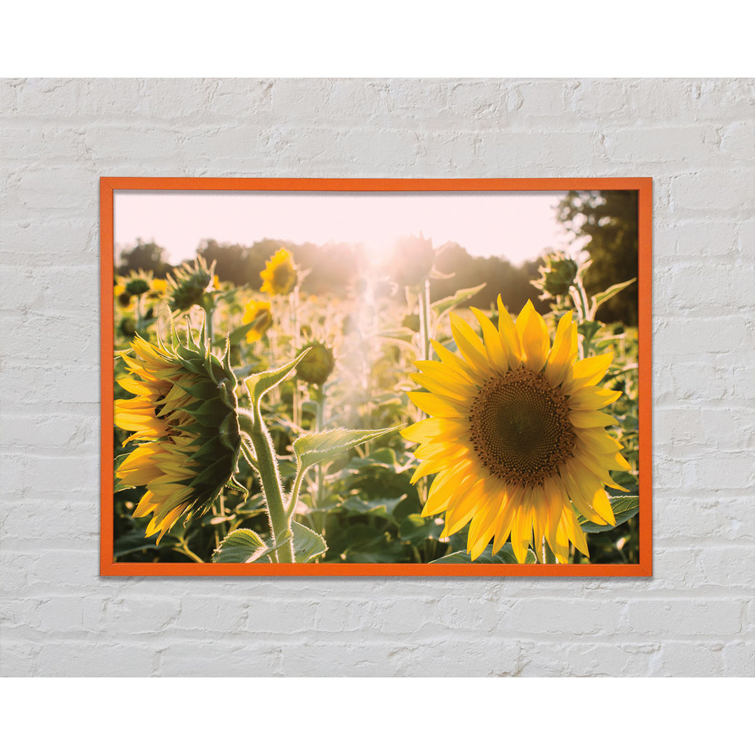 Gerahmtes Poster Sunflowers Standing Tall