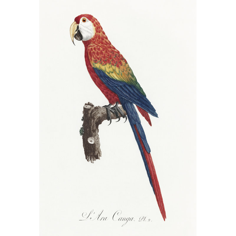 «Lemaya Levaillant Parrot II» sur toile par François Levaillant, H 30 po x l 20 po