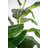 59.1'' Faux Fiddle-Leaf Fig Tree Tree in Cement Pot