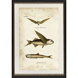 Flying Fish Print