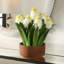 Hyacinthe en pot Uttermost Sincerity