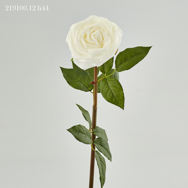 Roses Rosa Marta Ramo