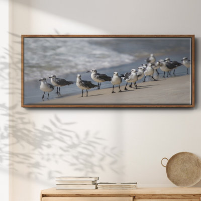 " What's Up Gulls "