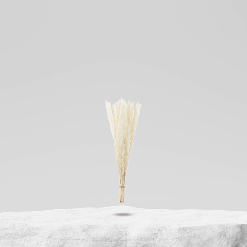 Ensemble de 30 pièces d'herbe de pampa préservée, Crème