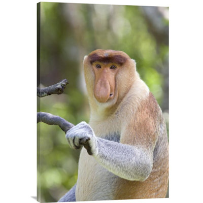 " Proboscis Monkey Dominant Male "