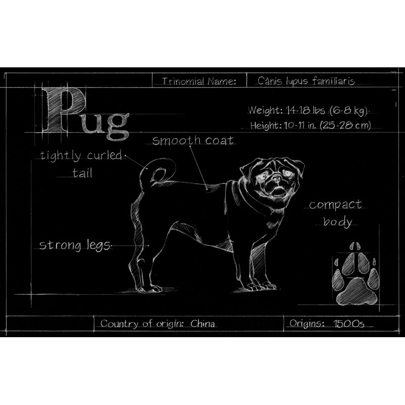 Blueprint Pug by Ethan Harper - Painting Print, 20cm H x 30cm W, Wrapped Canvas