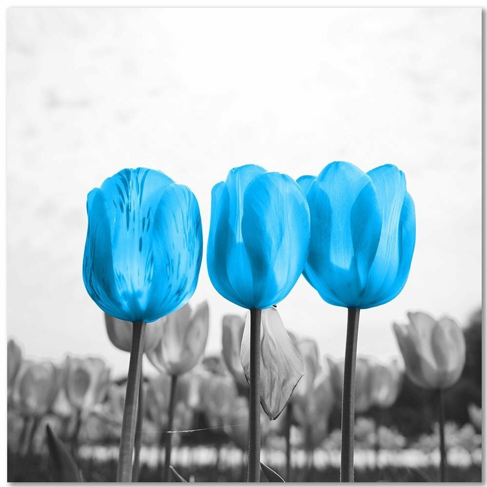 Leinwandbild Blaue Tulpen