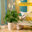 Peace Lily Plant in Basket