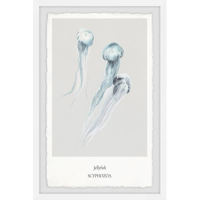 Scyphozoa - Single Picture Frame Print