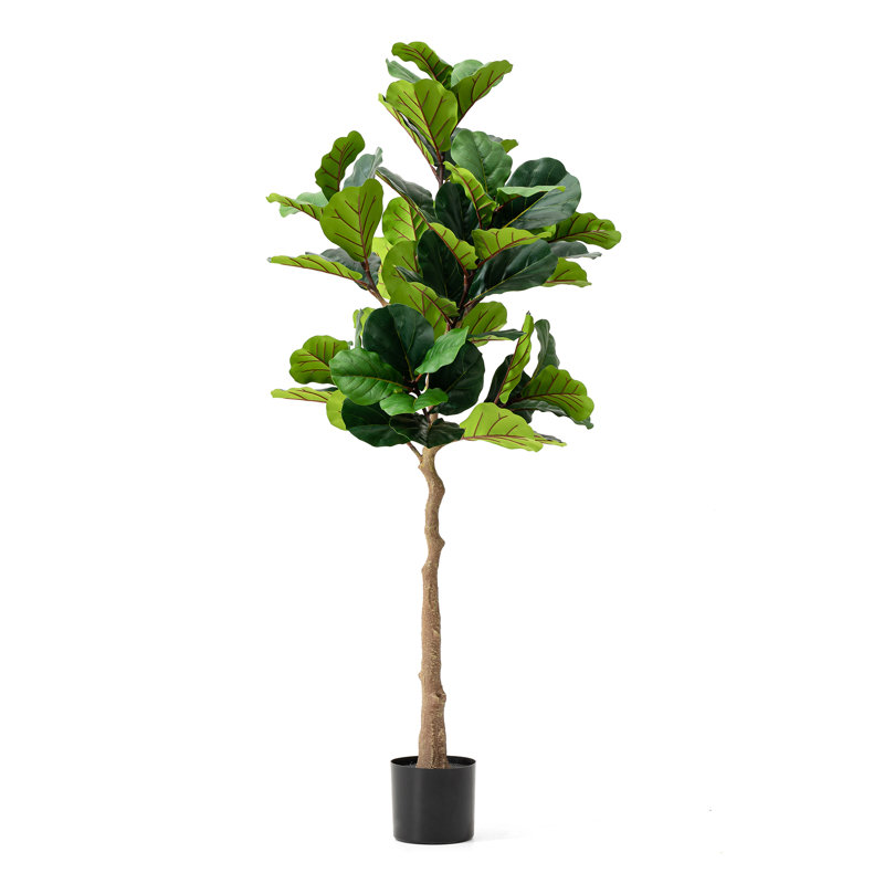 Figuier figuier en pot 61 po Amee