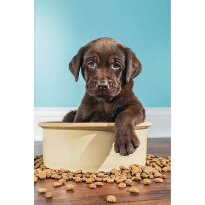 A Chocolate Labrador Puppy by Cmannphoto - No Frame Art Prints on Canvas