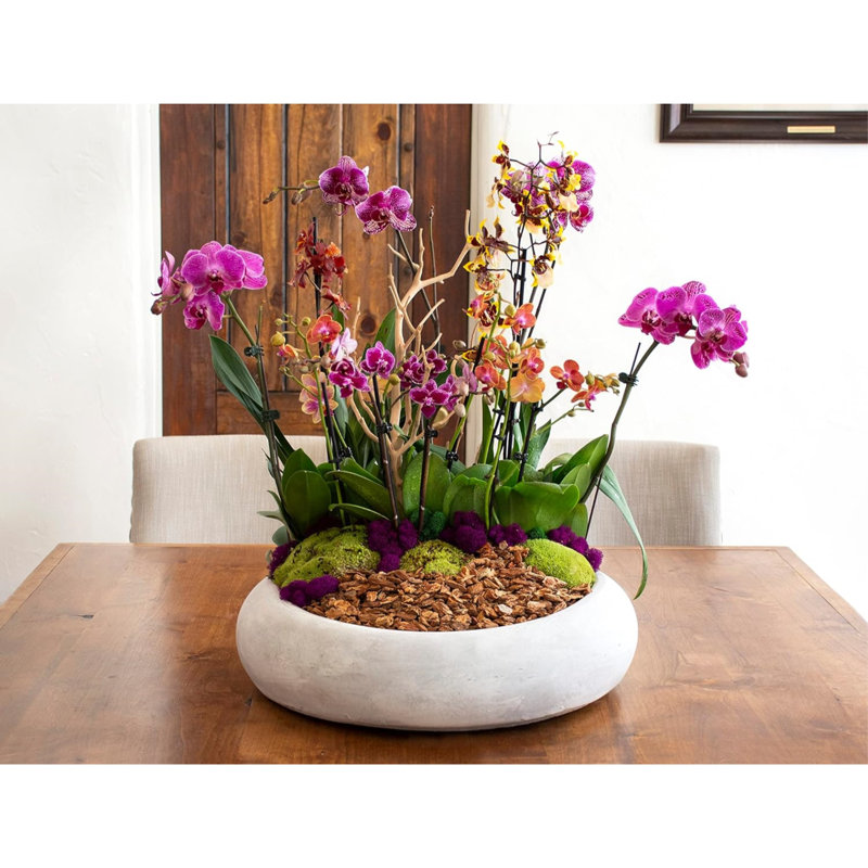SuperMoss Preserved Mixed Color Moss Arrangement, 2 Ounces