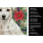 White Jack Russell Terrier Christmas PoinsettIas Kitchen Towel-2080583816