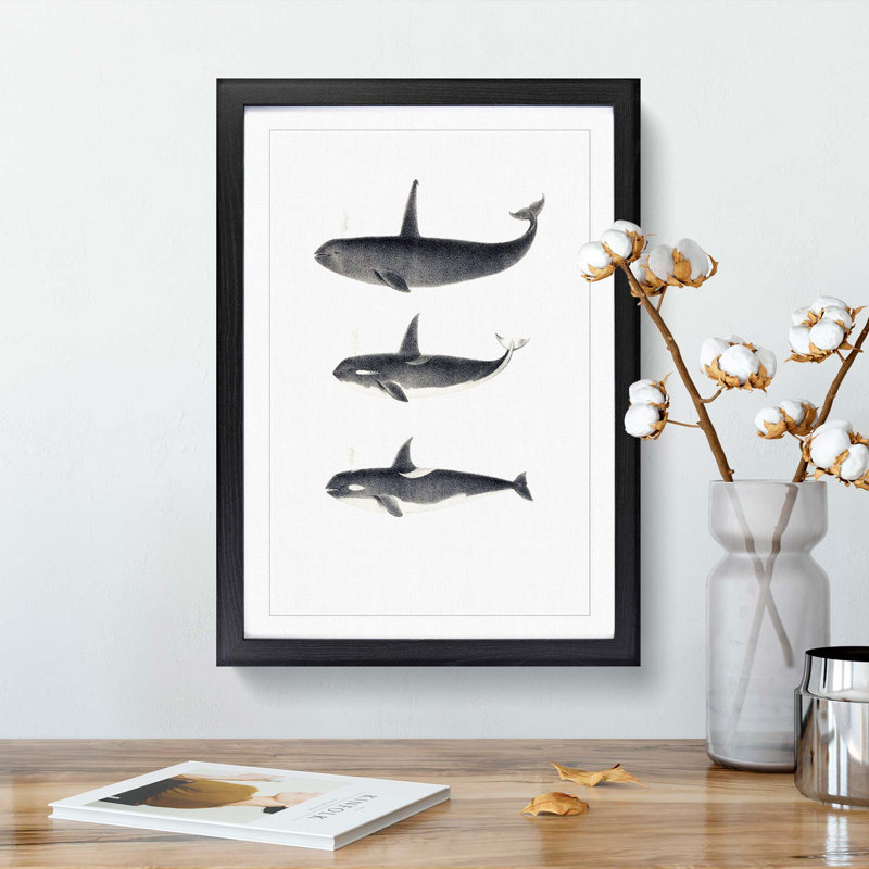 Orca Killer Whales by C.M. Scammon - Picture Frame Graphic Art Print on MDF, 36cm H x 27cm W x 2cm D, Black Framed