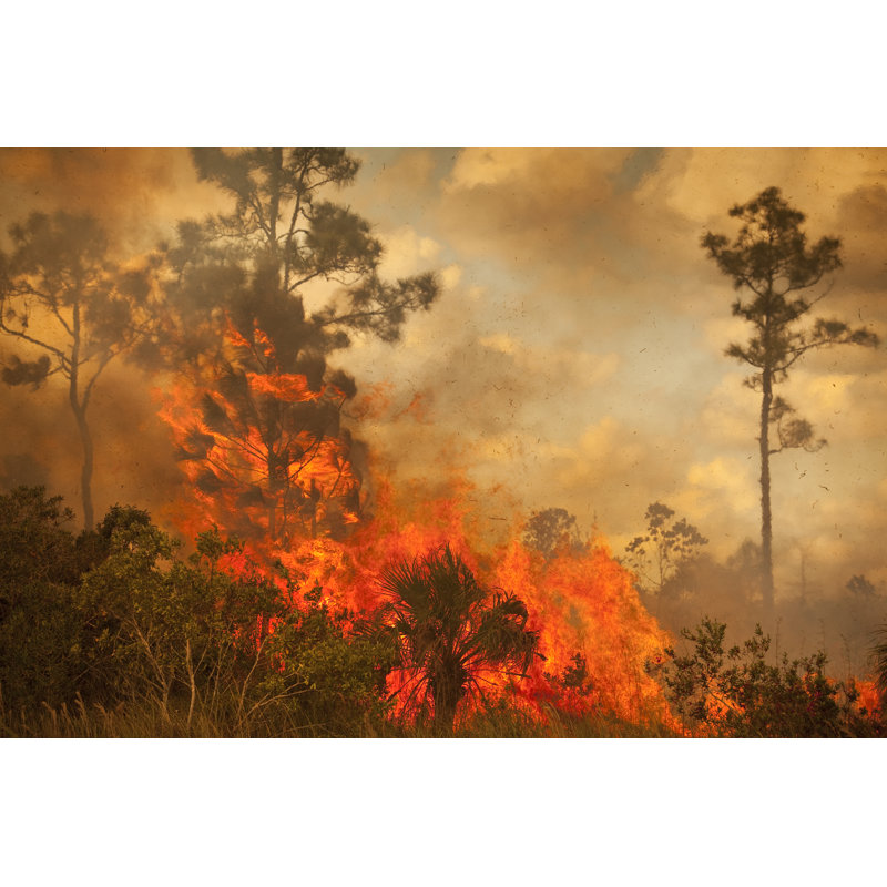 Smoke and Burnt Wilderness par Pgiam, H 8 po x l 12 po
