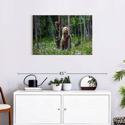 Brampt Grizzly Bear Group