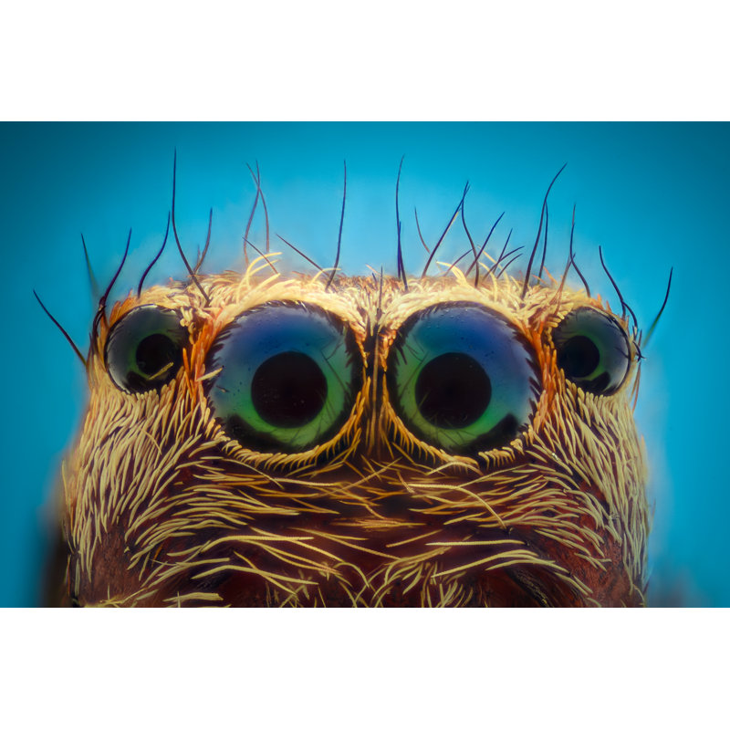 Portrait d'araignée, H 12 po x l 18 po