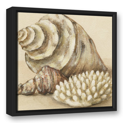 " Conch And Sea Shells "