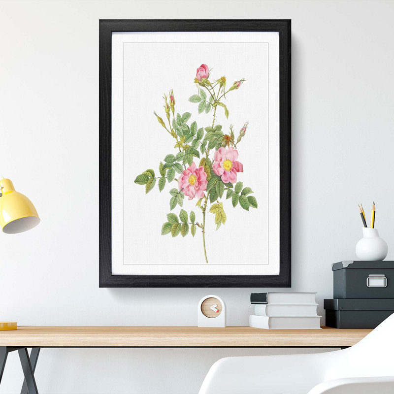 Sweet Briar Roses in Pink by Pierre-Joseph Redoute - Picture Frame Art Prints, 65cm H x 48cm W x 2cm D, Black Framed