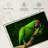 Military Macaw-107922828