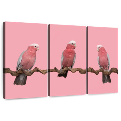 Trois oiseaux