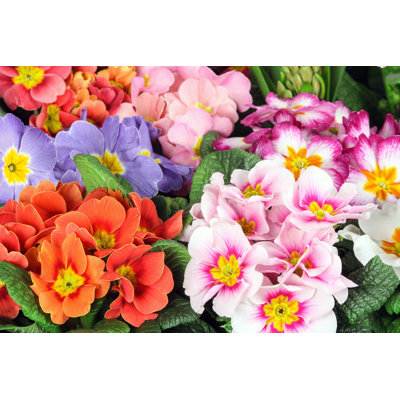 Primula by Terra24 - Wrapped Canvas Print