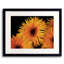 Gerberas Print by Tom Kostes