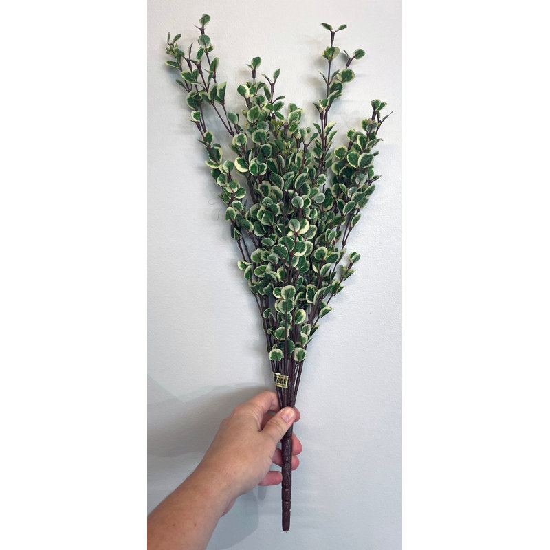 Arrangements floraux de pépéromia