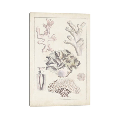 Antique White Coral IV by Vision Studio - Wrapped Canvas Print