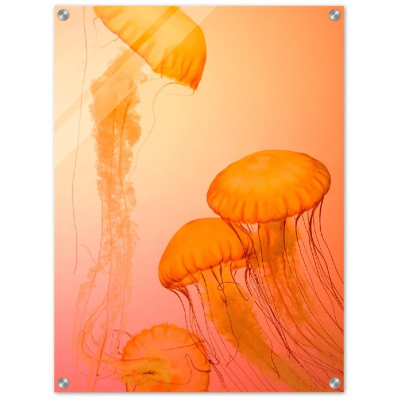 Impression sur toile méduse - «Marine Marine Life», méduse, reproduction sur toile, H 24 po x l 18 po x P 0,12 po, Canevas