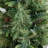 White 4' Pre-Lit Pine Christmas Tree