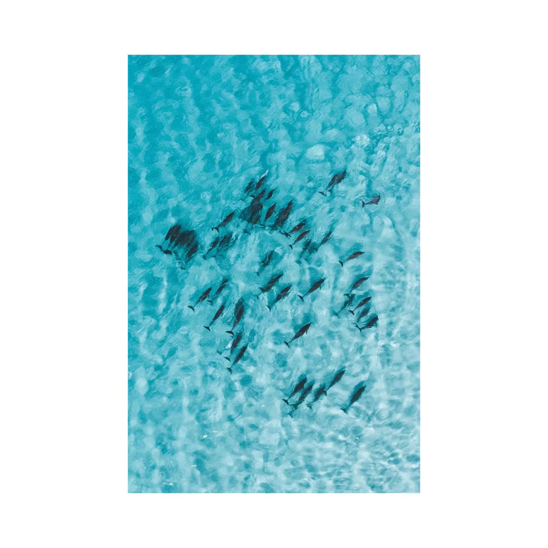 Cruisy Dolphins V by Jaxon Roberts - Wrapped Canvas Print