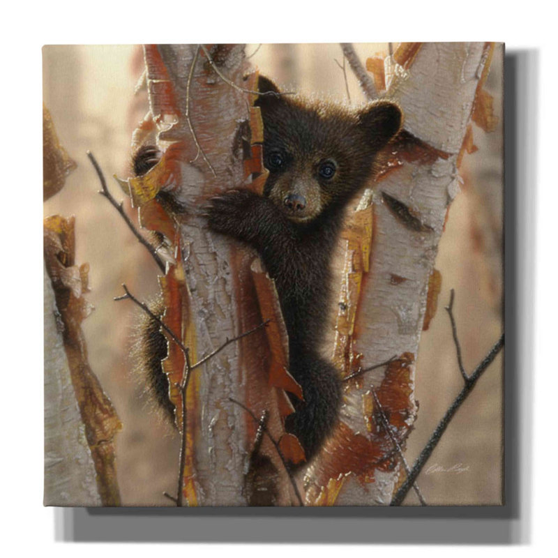 «Millions de pins» «Curious Cub II» par Collin Bogle, art mural sur toile, H 12 po x l 12 po x P 0,75 po
