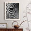 Zebra Colt - photographie encadrée sur toile-1855081027-1855081029