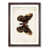 Walnut Framed